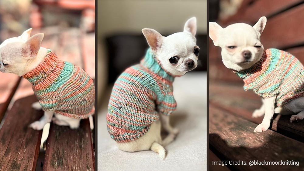 Keep Your Pup Warm: Best Yarn for Pet Sweaters