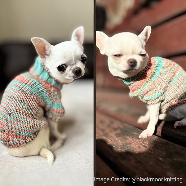 Keep Your Pup Warm: Best Yarn for Pet Sweaters